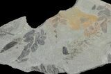 Pennsylvanian Fossil Fern (Neuropteris) Plate - Kentucky #181325-1